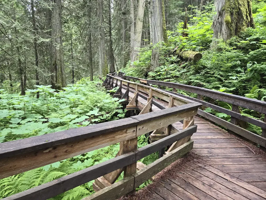Lheidli T’enneh - Ancient Forest Boardwalk