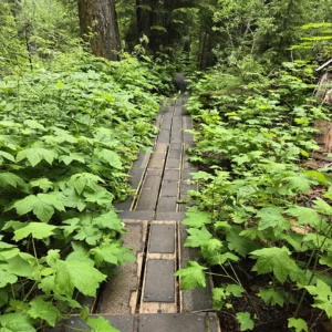 Lheidli T’enneh - Ancient Forest Boardwalk