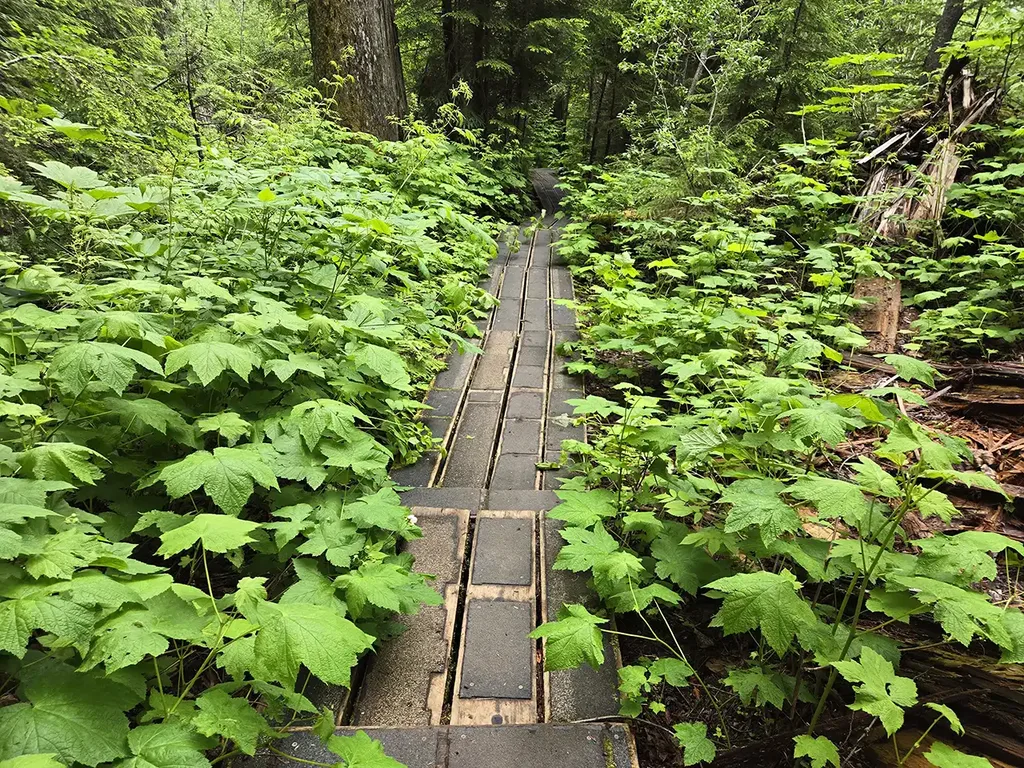 Lheidli T’enneh - Ancient Forest Boardwalk